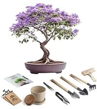 Bonsai Tree Kit for Beginners – 5X Unique Japanese Bonzai Trees | Complete Indoor Starter Kit for Growing Bonsai Plants with Tools & Planters – Gardening Gifts for Women & Men