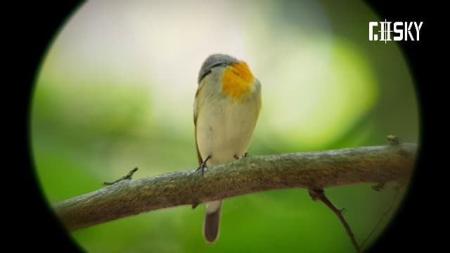 Gosky 20-60×85 Spotting Scope with Tripod - Phone Adapter, Dual Focusing Spotter Scope for Bird Watching, Wildlife Scenery (Black)