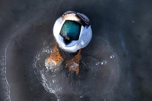 Avian-X Power Butt Kicker Motion Decoy