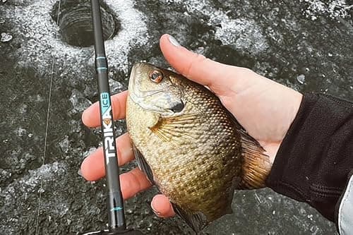 TRIKA Ultralight Ice Fishing Rod, Sensitive Carbon Ice Fishing Pole for Trout, Walleye, Perch, Panfish Bluegill, Crappie, Bass - 28”/32”/36”/40”