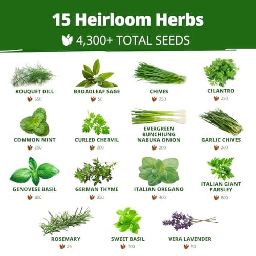 15 Culinary Herb Seeds - Heirloom & Non GMO - High Germination Rate - Seeds for Planting Indoor Hydroponic or Outdoor Herbs Garden | Gardening Gift Men Women Gardeners - Basil, Cilantro, Mint B07JCFWJ98