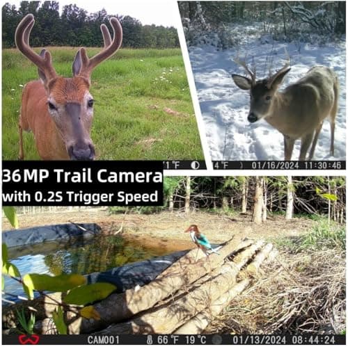 Trail Camera 3 Pack 36MP 1920P HD Game Camera with SD Cards, 0.2s Trigger Time Infrared Night Vision Motion Activated, IP66 Waterproof 2.0''LCD Wildlife Camera for Monitoring