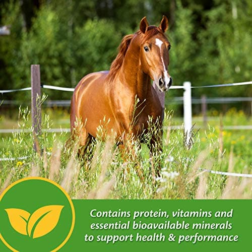 Farnam Vita Plus Balanced Multi-Vitamin & Mineral Horse Supplement, Provides Balanced Nutrition to Support Overall Health and Performance, 3.75 pounds, 30 Day Supply