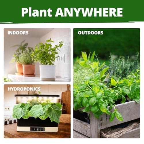15 Culinary Herb Seeds - Heirloom & Non GMO - High Germination Rate - Seeds for Planting Indoor Hydroponic or Outdoor Herbs Garden | Gardening Gift Men Women Gardeners - Basil, Cilantro, Mint B07JCFWJ98