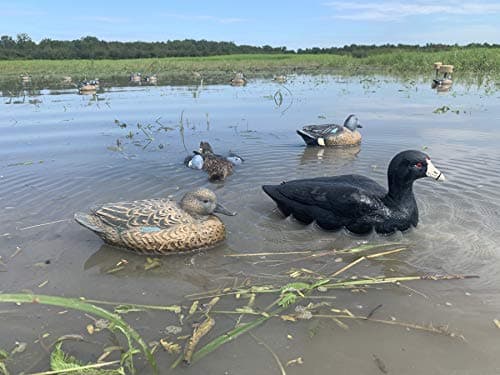 MOJO Outdoors Coot Confidence Decoys for Duck Hunting, Increases Realism and Entices Ducks to Land, Pack of 6