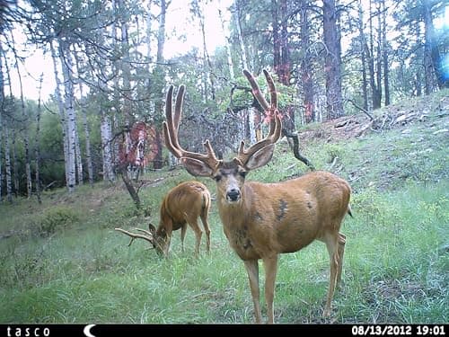 Tasco 12MP Trail Camera with Low Glow Infrared Flash