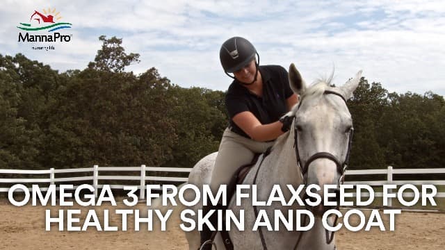 Manna Pro Weight Accelerator for Senior Horses – Weight Gain and Muscle Support Supplement with Omega 3 Fatty Acids and Flaxseed – High-Calorie Feed Topper for Horses – 8 lb Bag