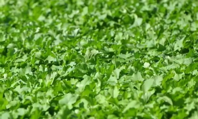 Whitetail Institute BowStand Deer Food Plot Seed, Annual Forage Designed to Attract Deer to Small, Remote Food Plots for Bow Hunting, Can Be Planted with Hand Tools, 4 lbs (4500 sq ft)