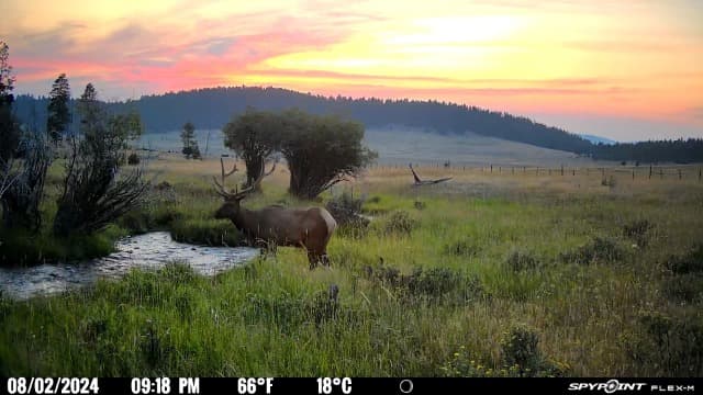 SPYPOINT Flex-M Twin Pack Cellular Trail Cameras - Best Hunting Accessories, No WiFi Needed, GPS, Night Vision, Dual-Sim LTE, IP65 Water-Resistant Game Camera, 28MP Photos, 720p Videos + Sound (2)