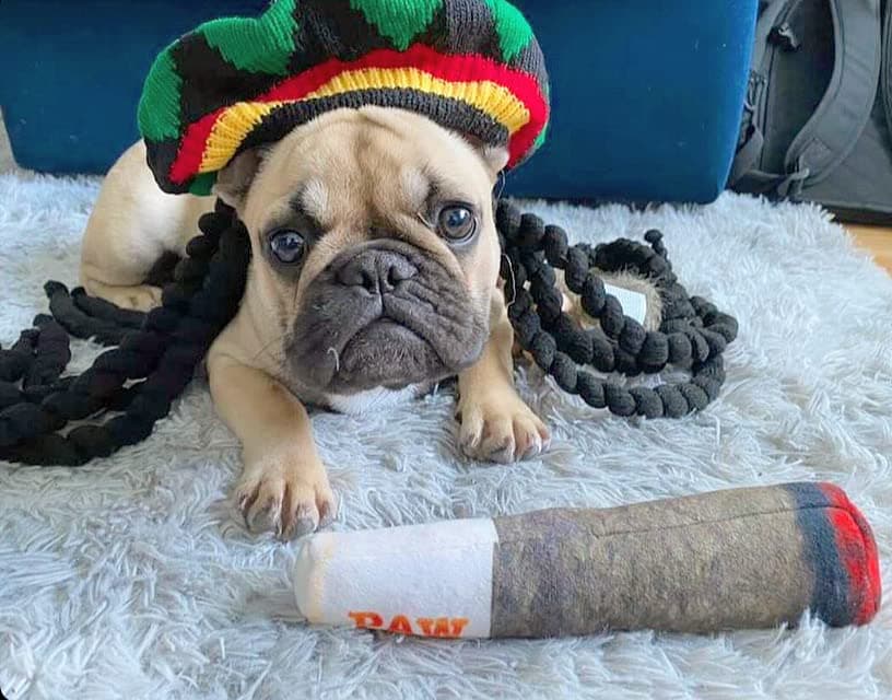 Doggy Doobie - Funny Dog Toys - Plush Squeaky Toys for Medium, Small and Large - Cool Stuffed Cute Gifts for Dog Birthday