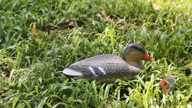Duck Decoys for Hunting | Floating Duck Decoy for Pool, Pond & Lake