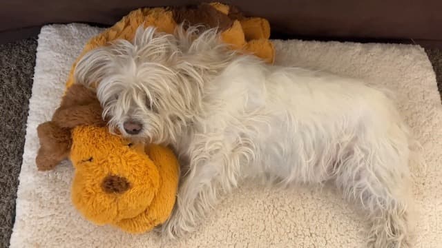 Heartbeat Puppy Toy, Comfort Cuddler Pillow, Dog Anxiety Relief Calming Aid,Heartbeat Stuffed Toy for Dogs,Puppy Heartbeat Toy Sleep Aid,Dog Heartbeat Toy for Pet