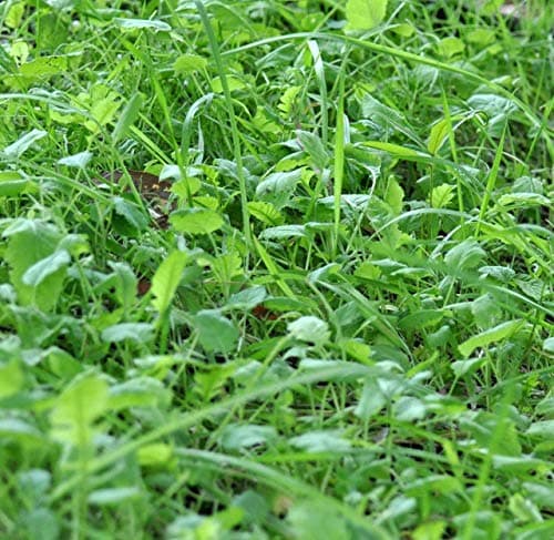 Whitetail Institute BowStand Deer Food Plot Seed, Annual Forage Designed to Attract Deer to Small, Remote Food Plots for Bow Hunting, Can Be Planted with Hand Tools, 4 lbs (4500 sq ft)