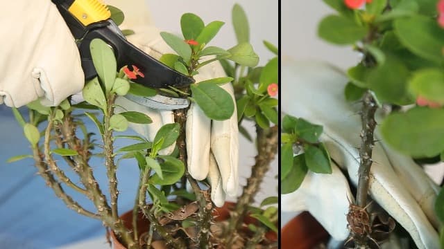 HANDLANDY Rose Pruning Gloves for Men & Women, Long Thorn Proof Gardening Gloves, Breathable Pigskin Leather Gauntlet, Best Garden Gifts & Tools for Gardener