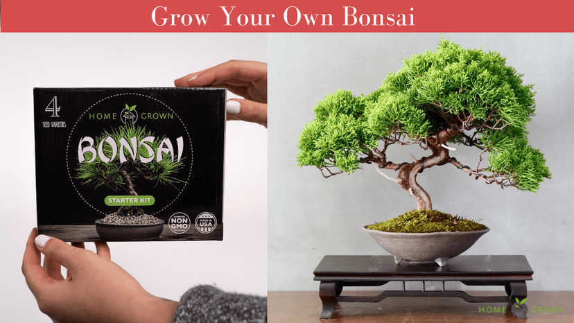 Bonsai Tree Kit - Gifts for Men & Women - Grow 4 Bonsai Trees - Unique Gardening Crafts for Adults, DIY Hobbies for Plant Lovers & Gardeners - Unusual Christmas Gift Ideas for Mom & Dad