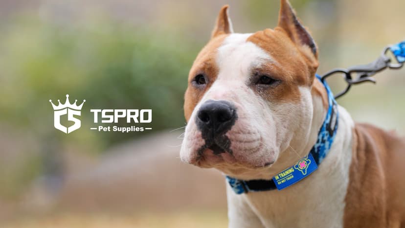 TSPRO Premium Dog Collars Tactical Dog Collar with Patch and Heavy Duty Quick-Release Metal Buckle Durable Thick and Adjustable for Medium to Large Dogs (Black M)