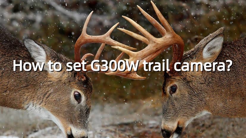 Trail Camera 3 Pack 36MP 1920P HD Game Camera with SD Cards, 0.2s Trigger Time Infrared Night Vision Motion Activated, IP66 Waterproof 2.0''LCD Wildlife Camera for Monitoring