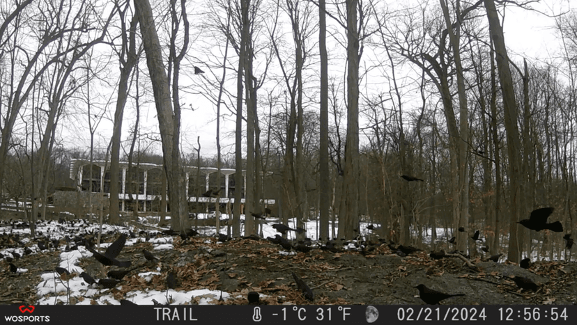 WOSPORTS Trail Camera,56MP 4K 0.2S Trigger Motion Activated,Game Camera with Night Vision IP66 Waterproof 2.0''LCD 120°Wide Trail Cam Lens for Outdoor Scouting Wildlife Monitoring Home Security