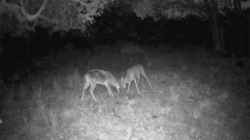 Xega 4G LTE Cellular Trail Camera with Livestreaming, No WiFi Game/Deer Cameras, Motion Activated, 7800mAh Battery, 950nm No Glow Night Vision, TF/Cloud Storage, IP66 Weatherproof, Built-in SIM Card