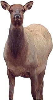 Montana Decoy Eichler Elk