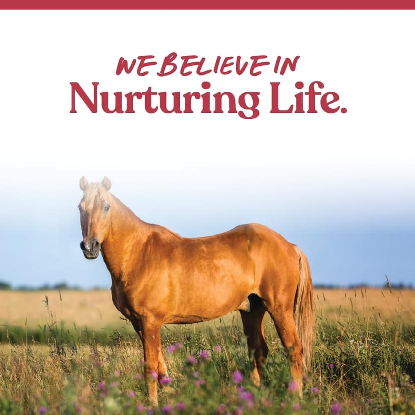 Manna Pro Weight Accelerator for Senior Horses – Weight Gain and Muscle Support Supplement with Omega 3 Fatty Acids and Flaxseed – High-Calorie Feed Topper for Horses – 8 lb Bag