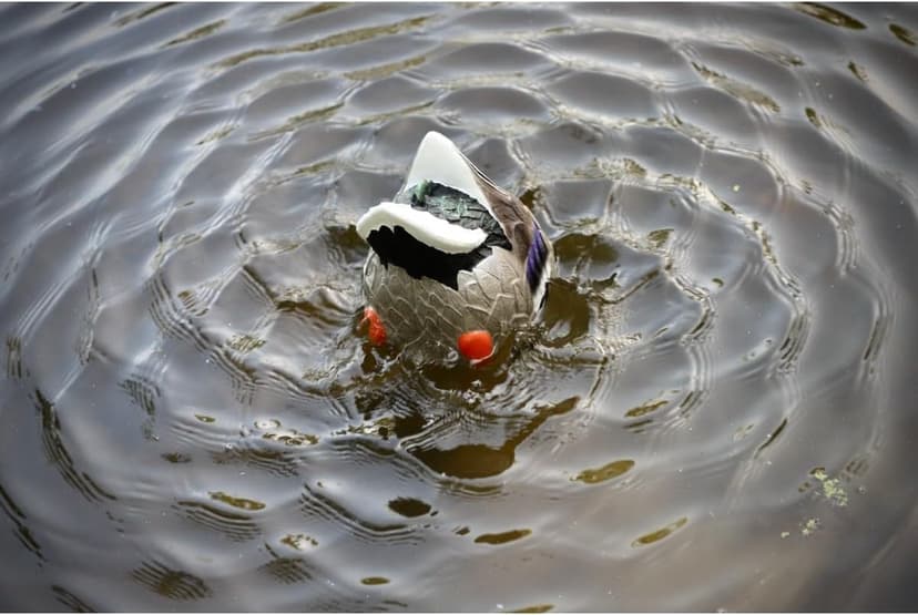 Mojo Outdoors Mojo Butt Up Rippler, Mallard