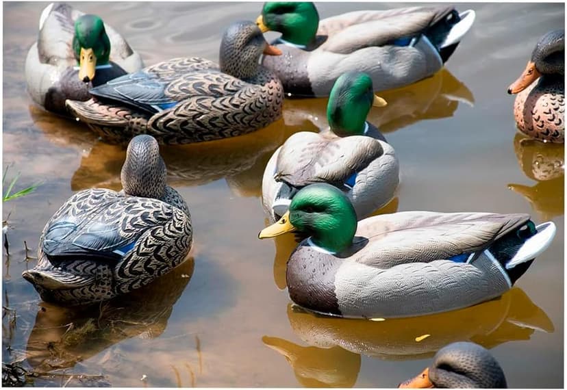 Avery GHG Essential Mallard Duck Decpus - 12 Pack