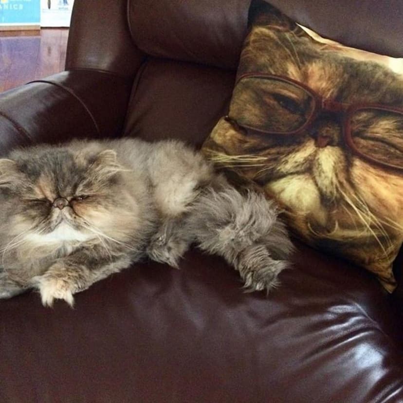 Shop&Three Custom Design Photos or Text Outdoor/Indoor Throw Pillowcase,Personalized Pet Photo Pillow, Love Photo Throw Pillowcases, Wedding Keepsake Throw Pillow Covers 20" x 20" B06X99VHBD