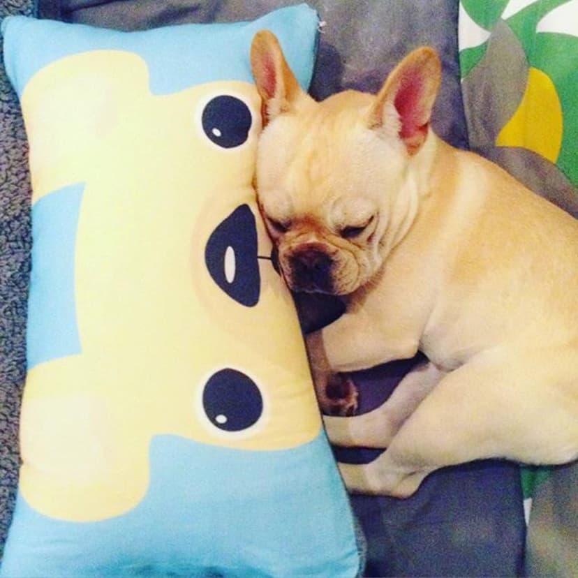 Shop&Three Custom Design Photos or Text Outdoor/Indoor Throw Pillowcase,Personalized Pet Photo Pillow, Love Photo Throw Pillowcases, Wedding Keepsake Throw Pillow Covers 20" x 20" B06X99VHBD