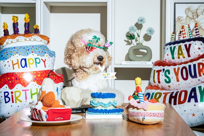 Birthday Bone Interactive Dog Toy - Interactive Tug Rope Pet Toy - Cute Unique Design Party Birthday Gift - Small Medium Puppy - Durable Chew Resistant Plush Toy with Squeaker for Teething (White)