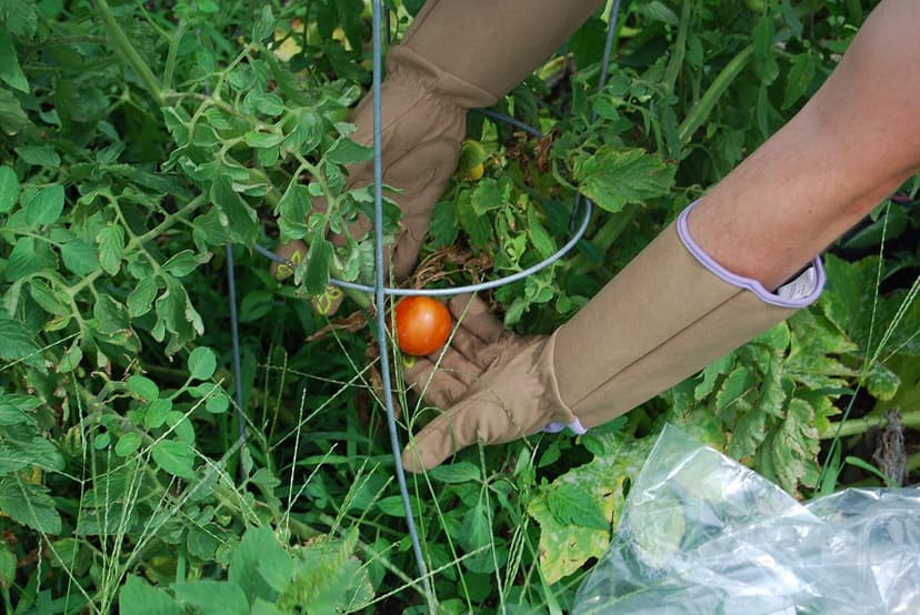 Magid Glove & Safety Professional Rose Pruning Thorn Resistant Gardening Gloves with Long Forearm Protection for Women (BE195TS) - Puncture Resistant, Small (1 Pair)