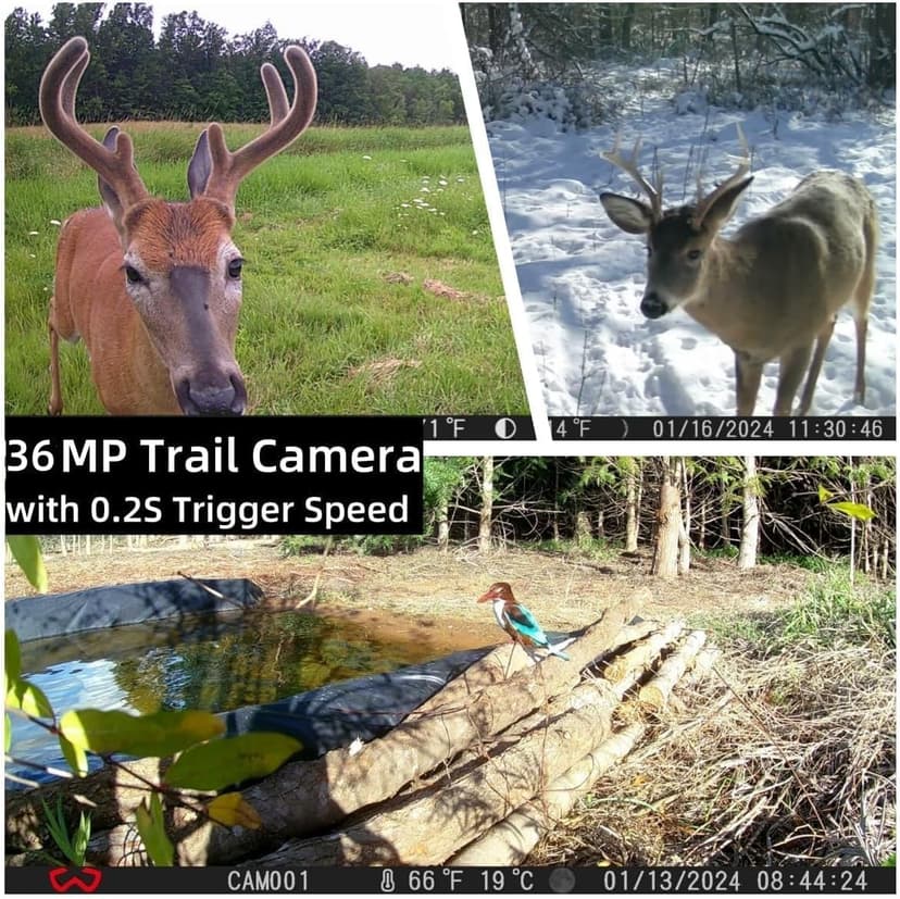 Trail Camera 3 Pack 36MP 1920P HD Game Camera with SD Cards, 0.2s Trigger Time Infrared Night Vision Motion Activated, IP66 Waterproof 2.0''LCD Wildlife Camera for Monitoring