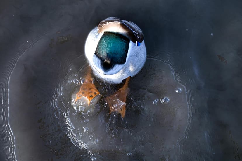 Avian-X Power Butt Kicker Motion Decoy