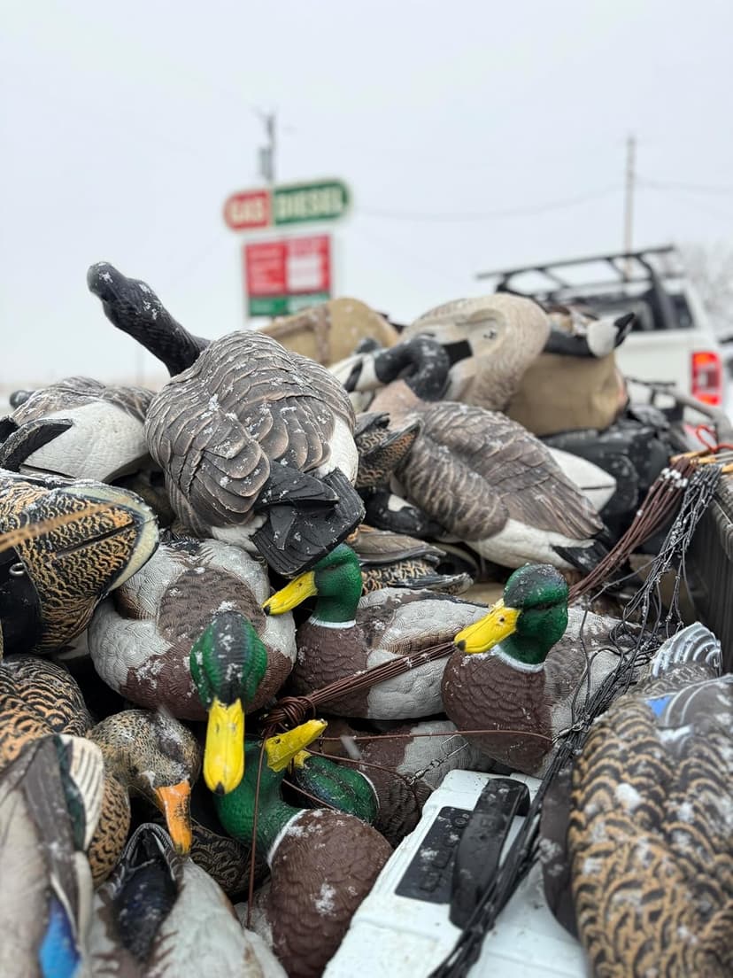 HEYDAY Mallard Position Pack #2 Duck Decoys Ultra-Light 100% HydroFoam | Durable, Realistic Design | 6 Pack of Duck Hunting Decoys