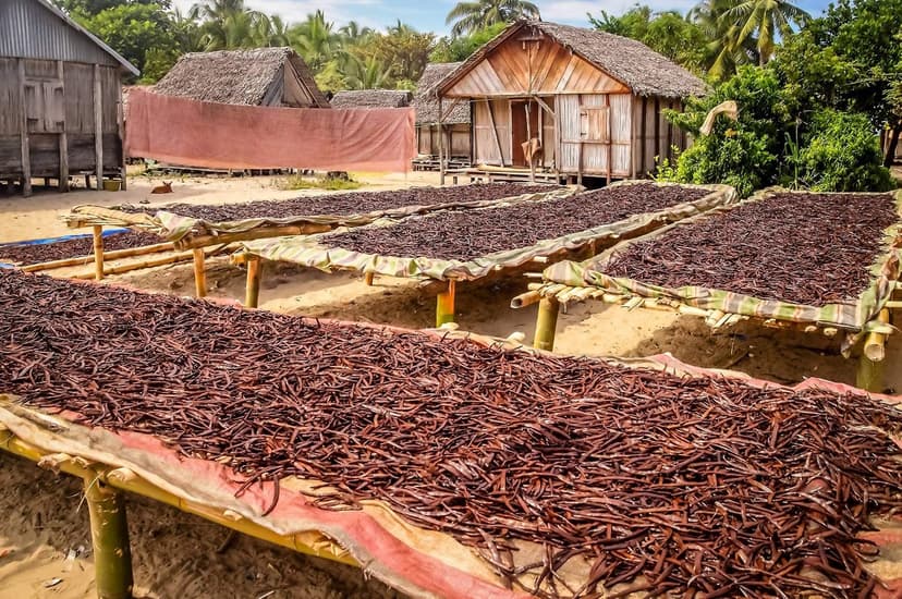 50 Organic Madagascar Vanilla Beans. Whole Grade A Vanilla Pods for Vanilla Extract and Baking B00PMUNF5A