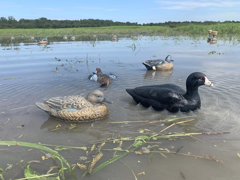 MOJO Outdoors Coot Confidence Decoys for Duck Hunting, Increases Realism and Entices Ducks to Land, Pack of 6