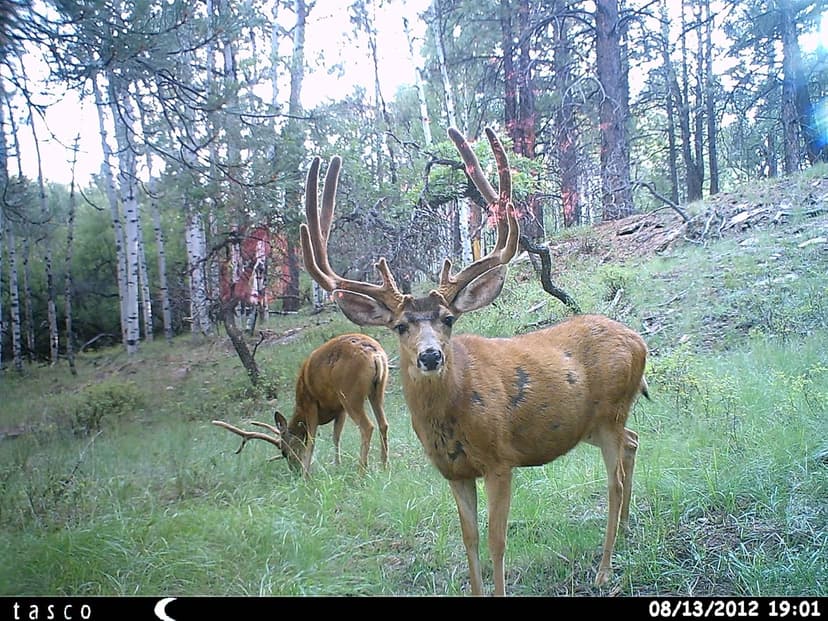 Tasco 12MP Trail Camera with Low Glow Infrared Flash