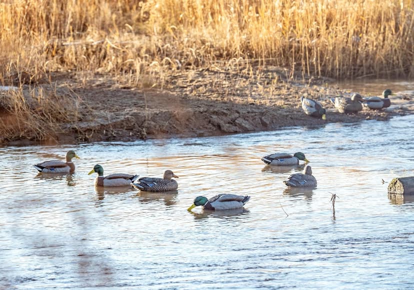 HEYDAY Mallard Position Pack #2 Duck Decoys Ultra-Light 100% HydroFoam | Durable, Realistic Design | 6 Pack of Duck Hunting Decoys