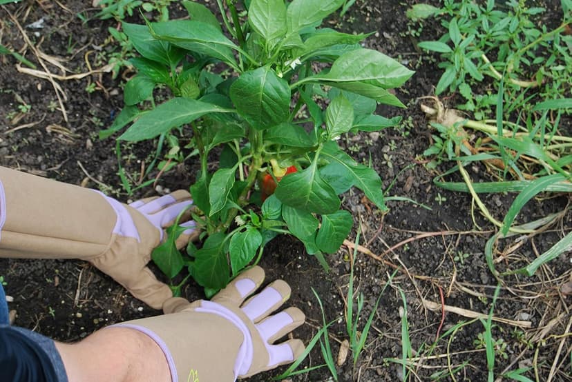 Magid Glove & Safety Professional Rose Pruning Thorn Resistant Gardening Gloves with Long Forearm Protection for Women (BE195TS) - Puncture Resistant, Small (1 Pair)