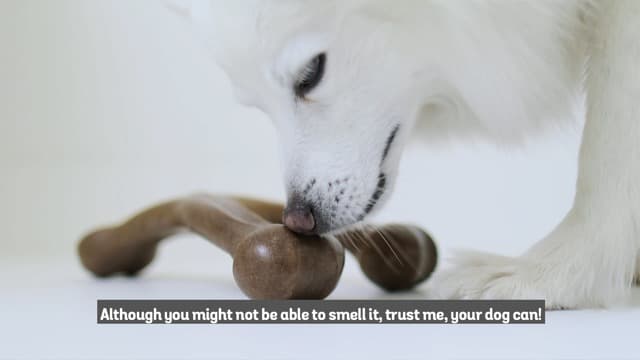 Durable, Super Chewer, Made in USA, Dog Bones, Long-Lasting, A Size for Every Dog, Keeps Them Busy Benebone Wishbone Dog Chew Toy for Aggressive Chewers, Real Bacon, Medium B00CPDWT2M