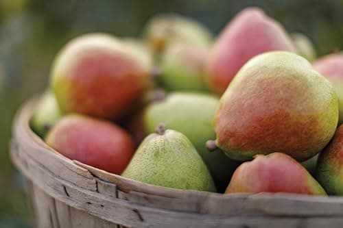 Harry & David Picnic Basket Pears, Cheese, Sausage, And Crackers Gift Basket