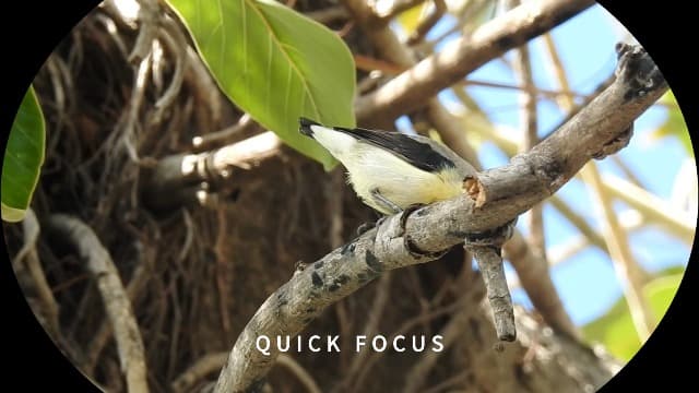 Hontry Binoculars for Adults and Kids, 10x25 Compact Binoculars for Bird Watching, Theater and Concerts, Hunting and Sport Games