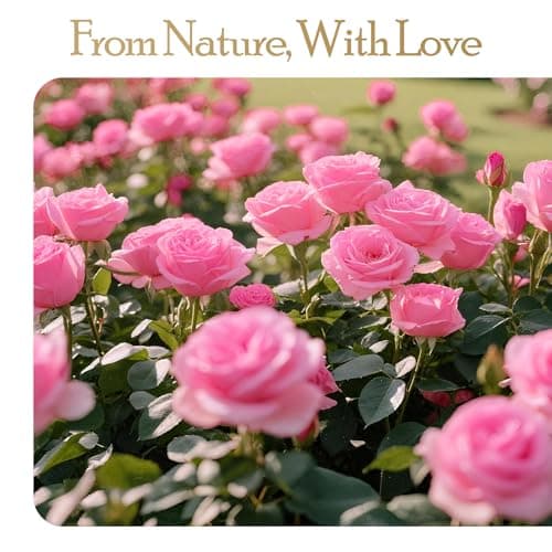 27 Preserved Flowers Rose Birthday Gifts for Women Her Mom Wife Girlfriend Grandma on Valentines Mothers Day Christmas Anniversary Romantic(Pink) B0FBRD7CBQ