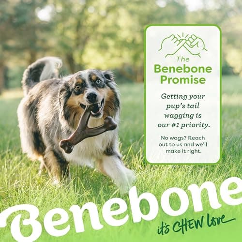 Durable, Super Chewer, Made in USA, Dog Bones, Long-Lasting, A Size for Every Dog, Keeps Them Busy Benebone Wishbone Dog Chew Toy for Aggressive Chewers, Real Bacon, Medium B00CPDWT2M