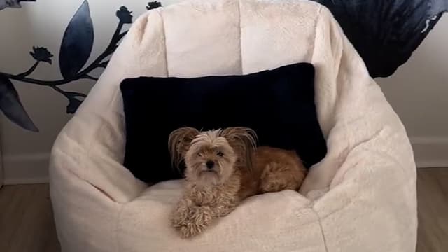 MAXYOYO Bean Bag Chair, Comfy Bean Bag Sofa with Back Support, Faux Fur Bean Bag Chair for Adults and Kids, Stuffed Floor Sofa for Living Room, Bedroom, Apartment, Beige