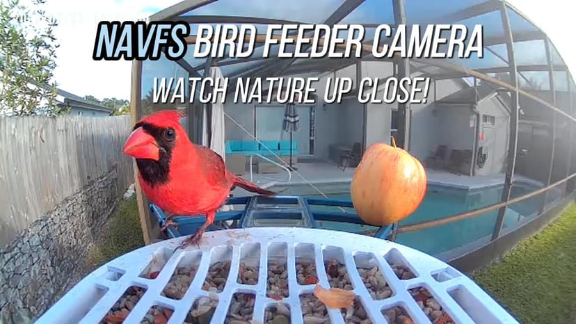 Smart Bird Feeder with Camera Solar Powered & AI Bi rd Identification, 2.4Ghz WiFi Bird feeders for Outdoors, 2K Live Video, Nstant Arrival Alerts - Gifts for Women