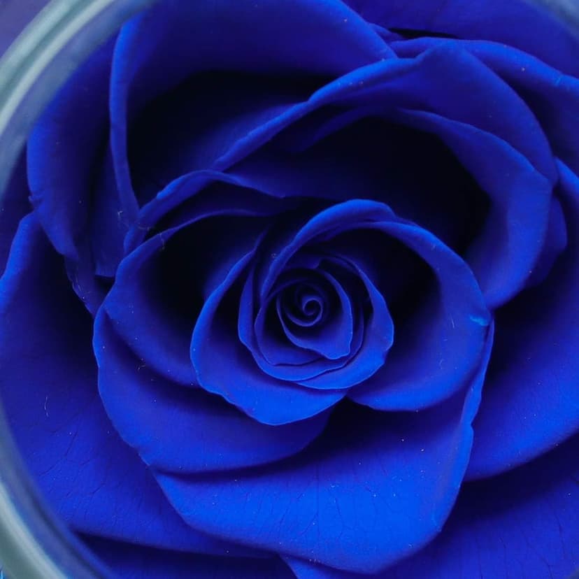 Preserved Real Roses with Colorful Mood Light Wishing Bottle, Eternal Rose,Never Withered Flowers, Table Decor,Christmas Anniversary Valentine's, Blue 4.3inch, 1pcs B07DT2GBT2