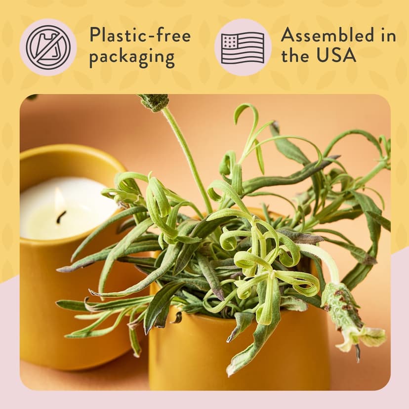 Modern Sprout Rooted Candle - 2 in 1 Cedarwood Scented & Soy Candle with Seeds That Grows into Lavender Plant - 6 oz w/ 42 hr Burn time in Matte Glaze Ceramic Vessel Ideal for Indoor Herb Garden