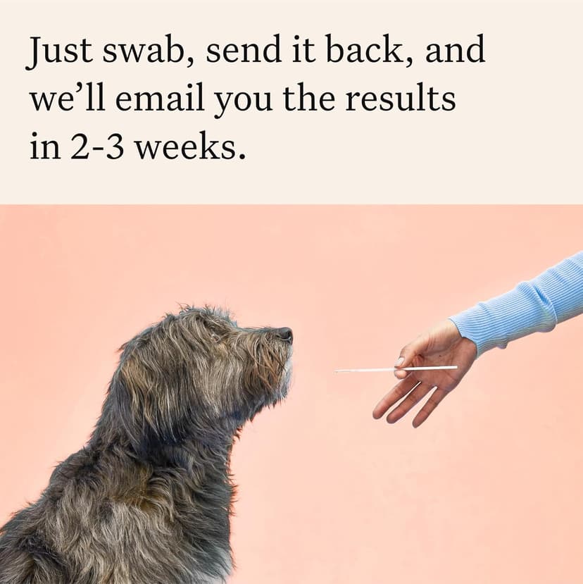 Wisdom Panel Premium Dog DNA Kit: Most Comprehensive with 265+ Health Tests, Identify 365+ Dog Breeds, 50+ Traits, Relatives, Ancestry, Genetic Diversity - Pack of 1