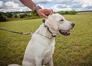 Garmin Sport PRO Bundle, Dog Training Collar and Handheld, 1-Handed Training of Up to 3 Dogs, Tone and Vibration